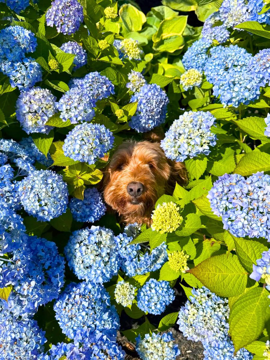 A dog in between blue hydrangeas A dog in between blue hydrangeas