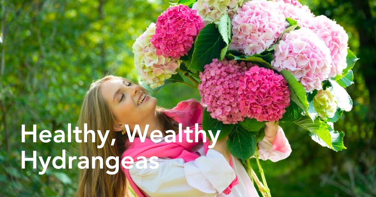 Woman with pink hydrangeas
