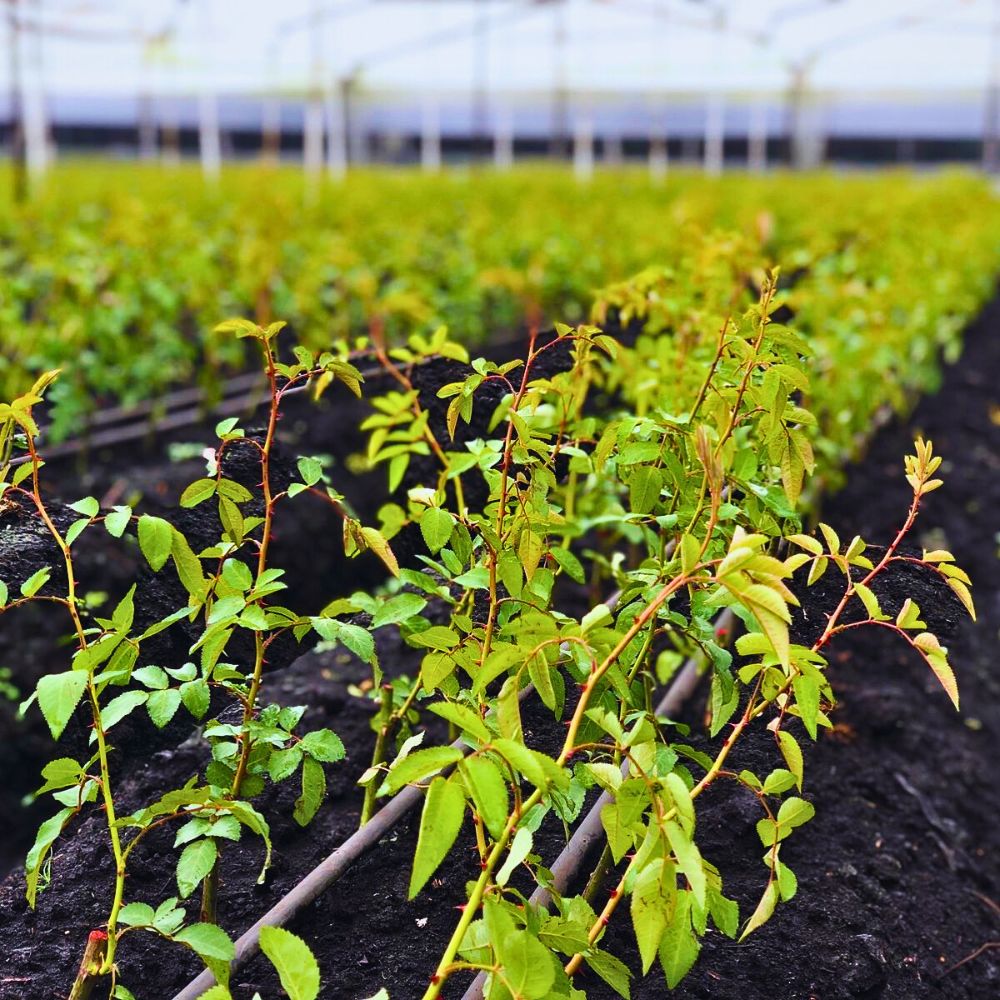 Young plants under cultivation Healthy Soil in Sustainable Floriculture, Biodiversity Protection, and Climate Support