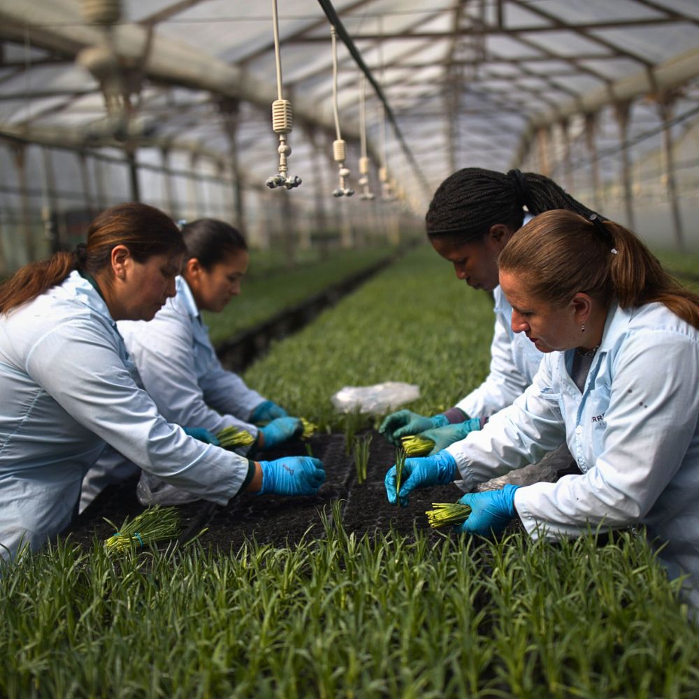 Flower cultivation Healthy Soil in Sustainable Floriculture, Biodiversity Protection, and Climate Support