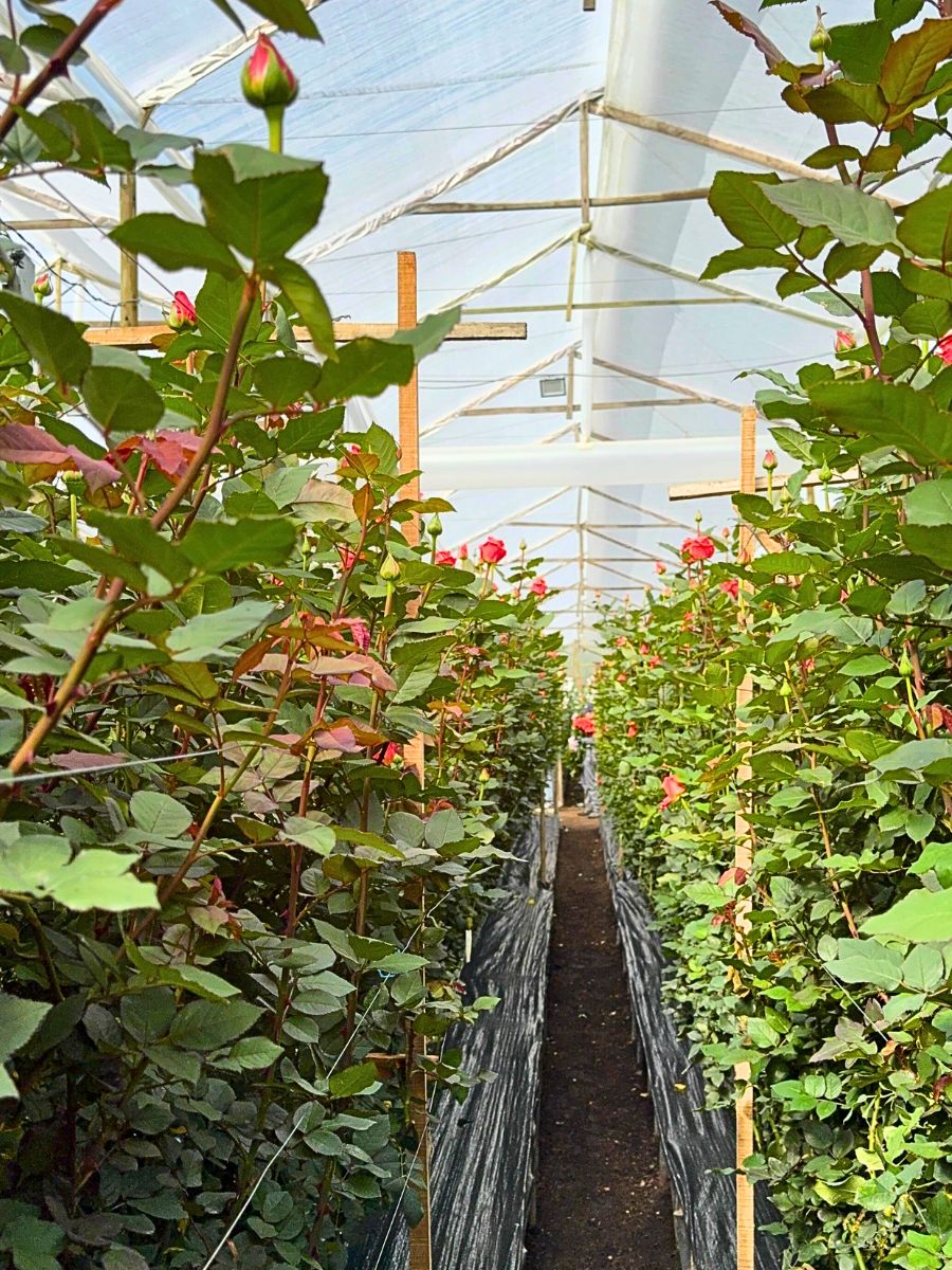 Rose Field Orangiata in Colombia Photo by Peter van Delft
