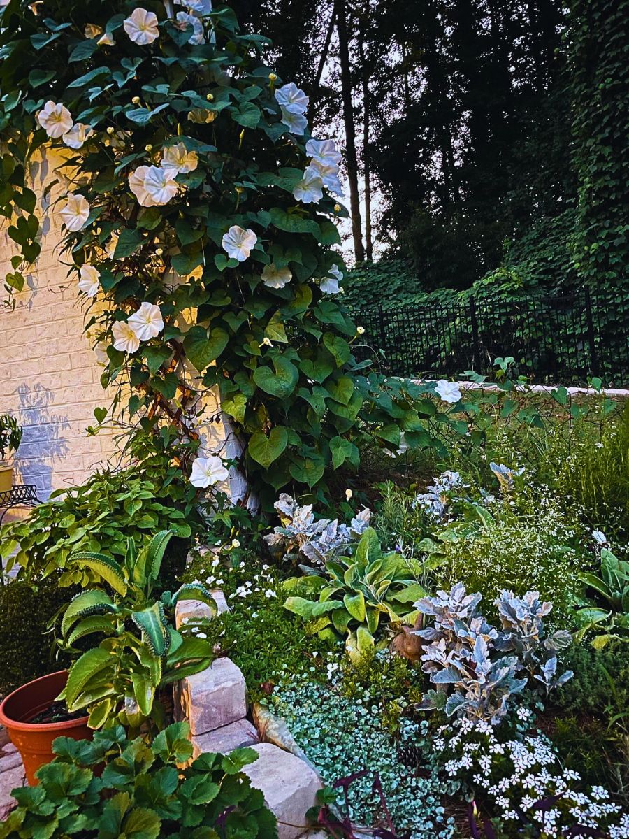 Moon garden Do You Fancy a Moon Garden With Flowers That Glow at Night?