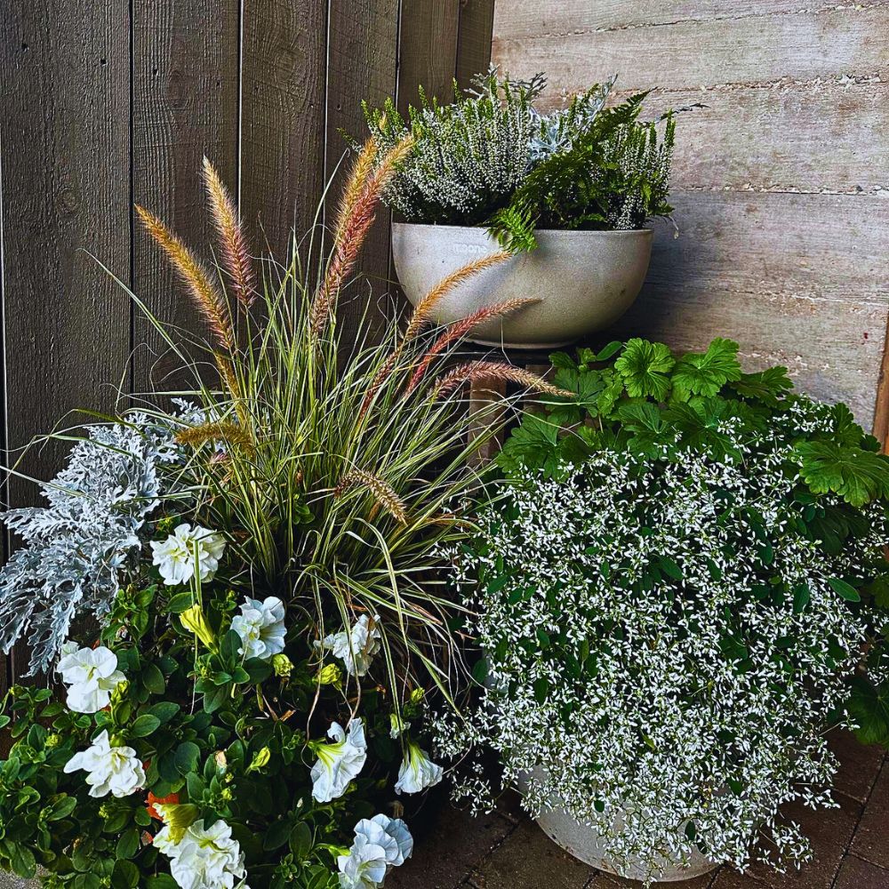Flowers and plants for moon gardens Do You Fancy a Moon Garden With Flowers That Glow at Night?