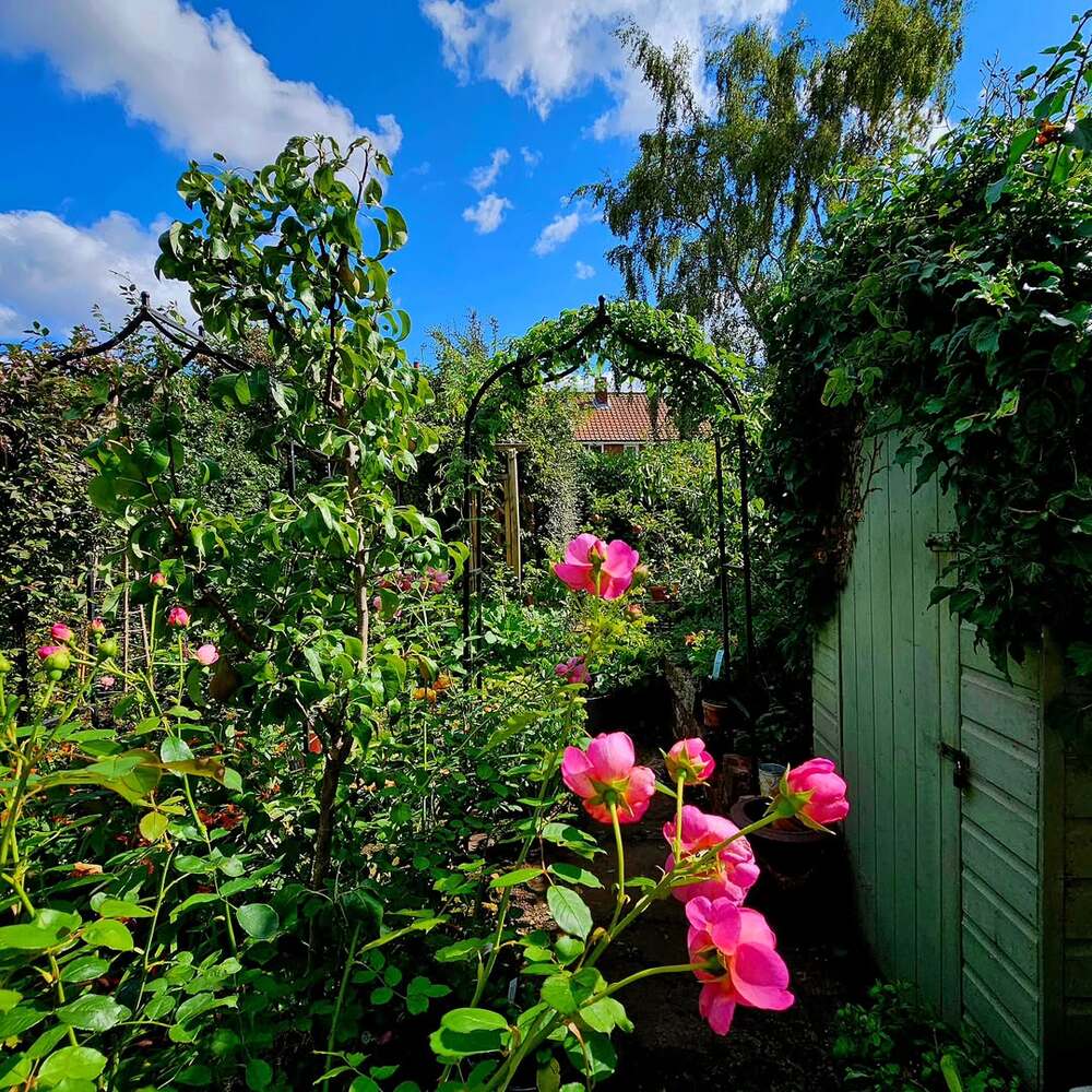 Blooming roses attracting garden pollinators Blooming roses attracting garden pollinators