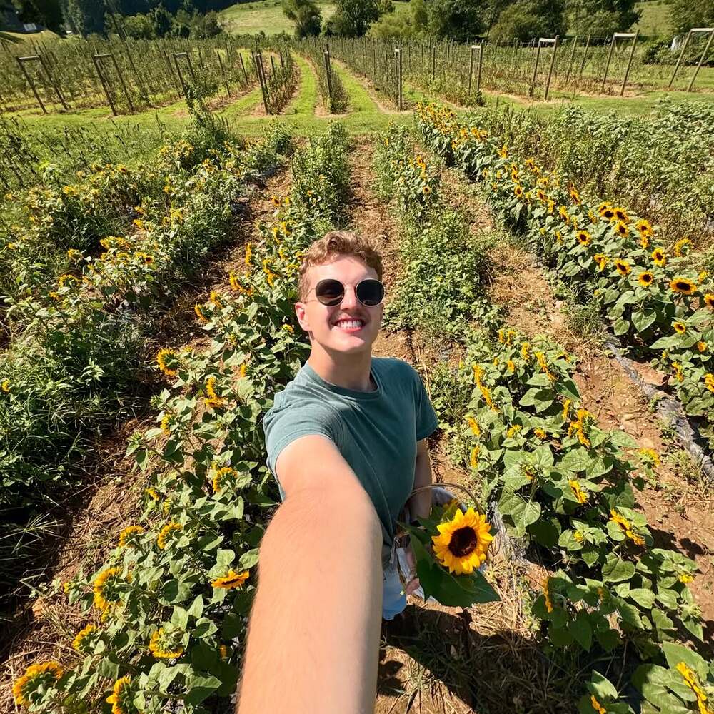 Sunflower field supporting pollinators' habitat Sunflower field supporting pollinators' habitat