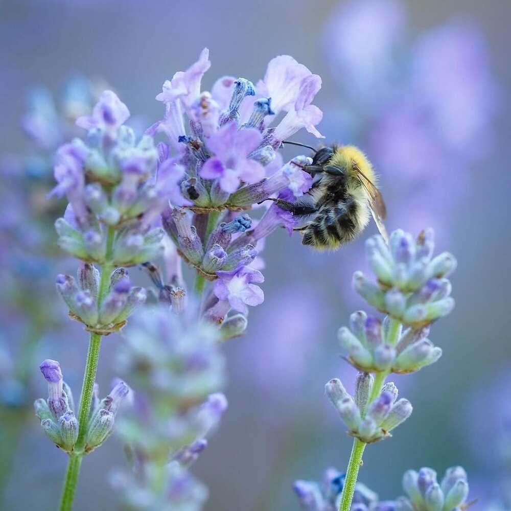 Bee pollinating lavender in garden Bee pollinating lavender in garden