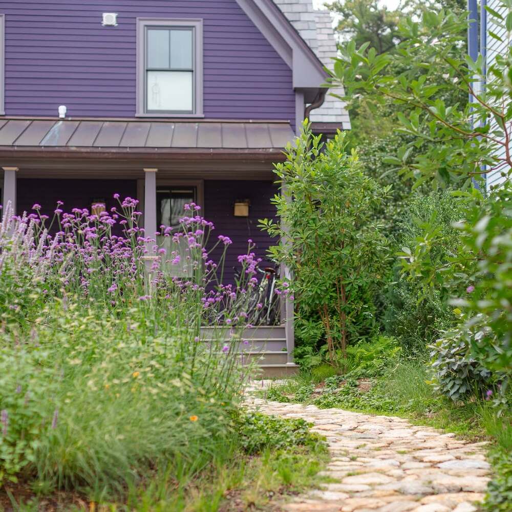 Pollinator garden with purple blooms Pollinator garden with purple blooms
