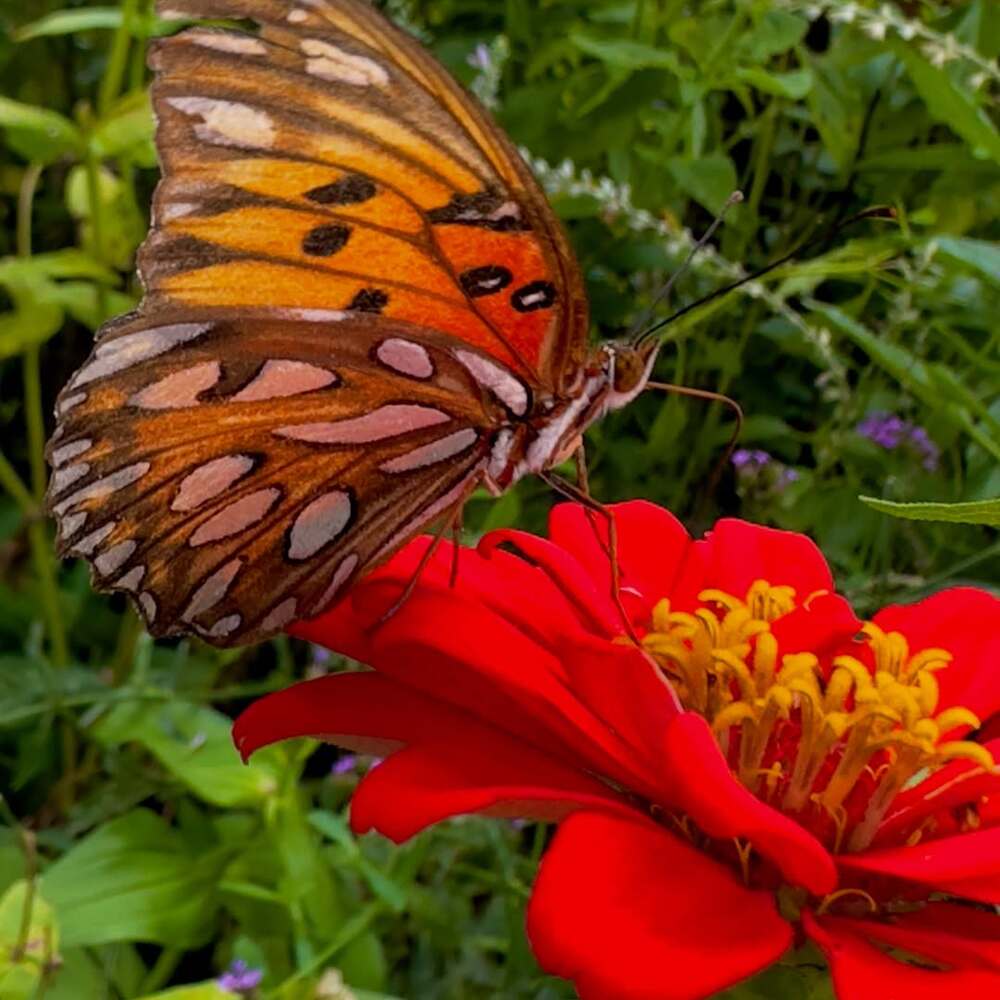 Butterfly feeding on red flower Butterfly feeding on red flower