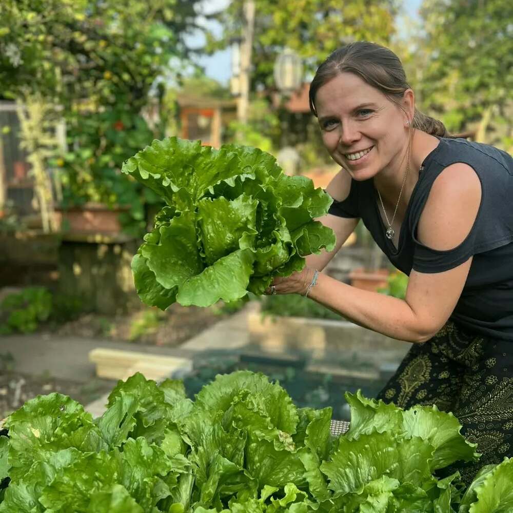 Harvesting lettuce in backyard garden Harvesting lettuce in backyard garden