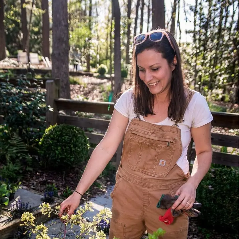 pollinator-friendly garden local ecosystems Featured image