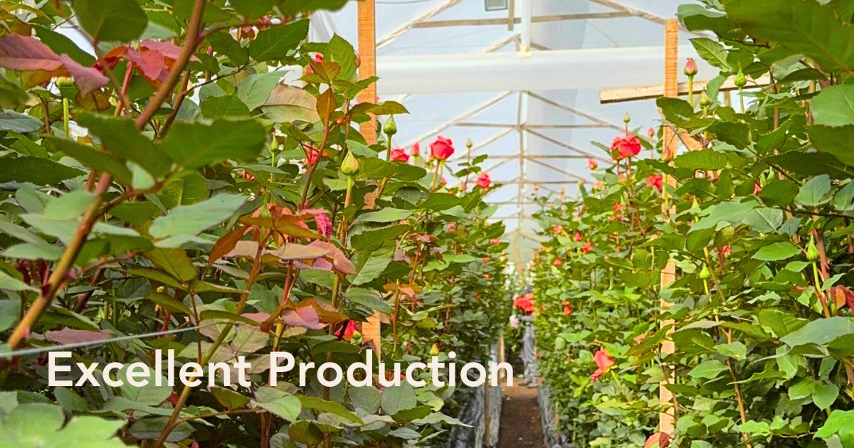 Orangiata Roses in the Greenhouse of a Grower