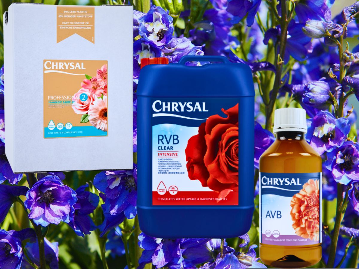 Chrysal Care Tips for Delphiniums to Ensure Their Freshness for Longer