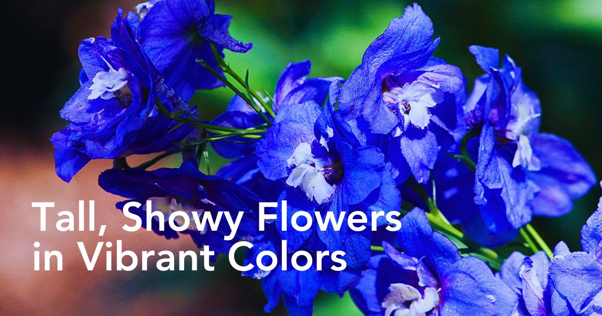 Chrysal Care Tips for Delphiniums From Kisima Farm to Ensure Their Freshness for Longer - Thursd Article