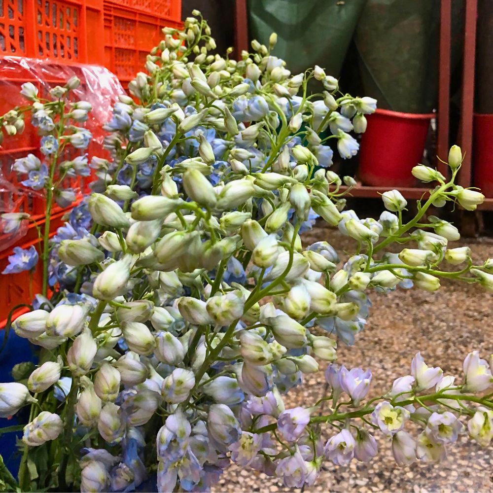 Delphinium flowers Chrysal Care Tips for Delphiniums From Kisima Farm to Ensure Their Freshness for Longer - Thursd Article