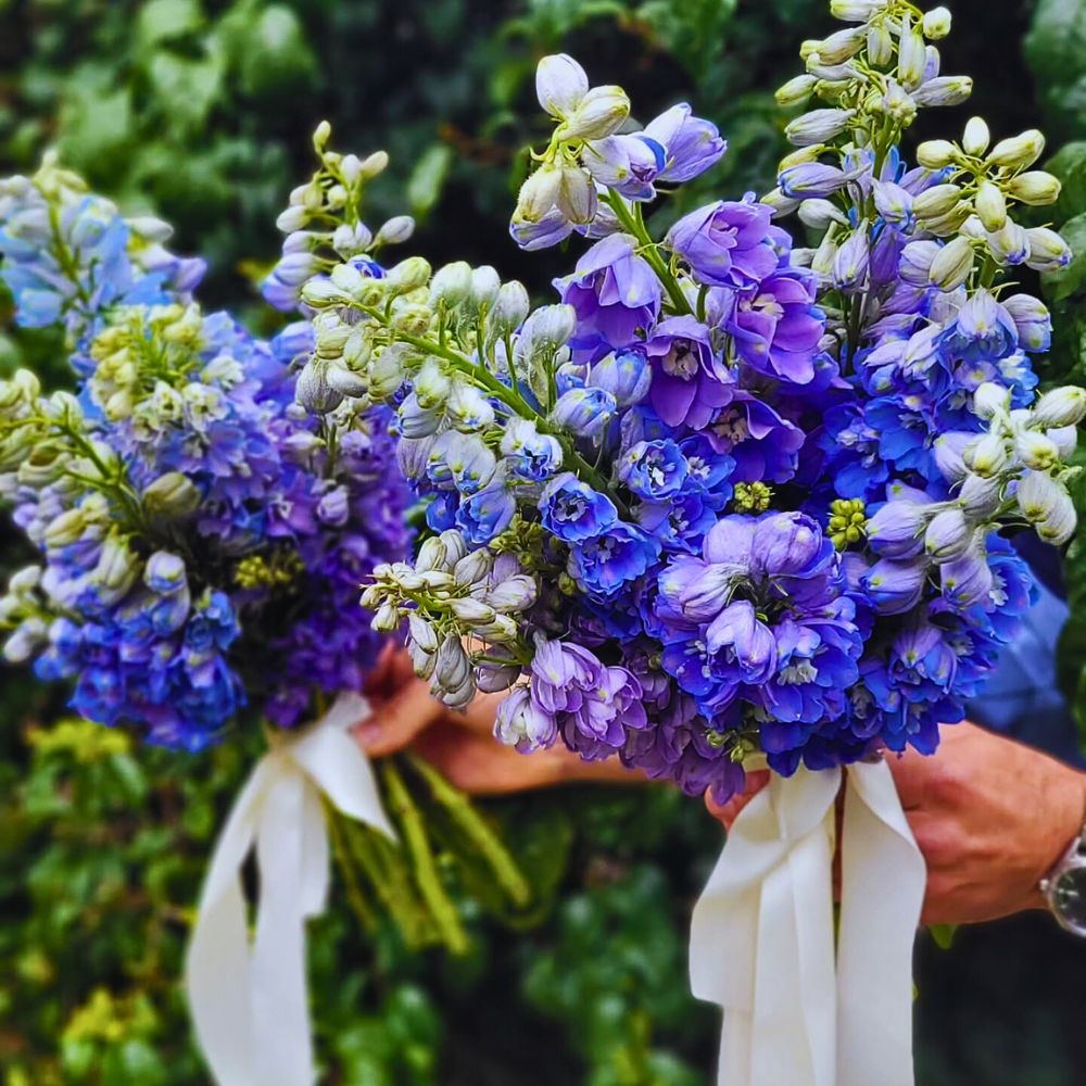 Delphiniums Chrysal Care Tips for Delphiniums From Kisima Farm to Ensure Their Freshness for Longer - Thursd Article