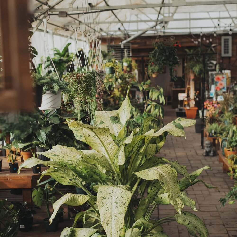 Indoor garden with tropical plants Indoor garden with tropical plants