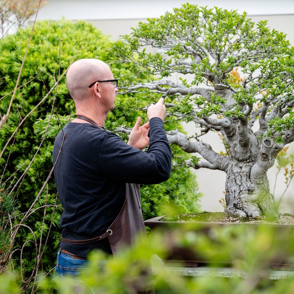 Man pruning bonsai in garden Man pruning bonsai in garden