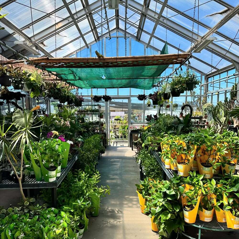Greenhouse filled with vibrant plants Greenhouse filled with vibrant plants
