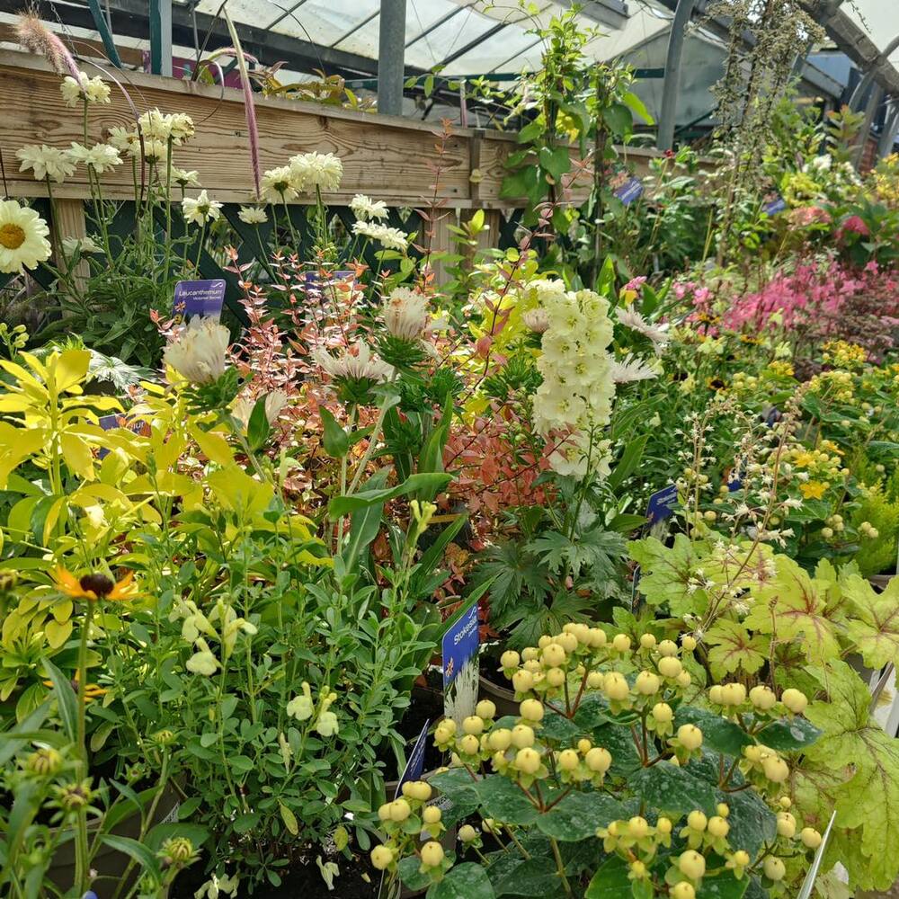 Diverse flowering plants in nursery Diverse flowering plants in nursery