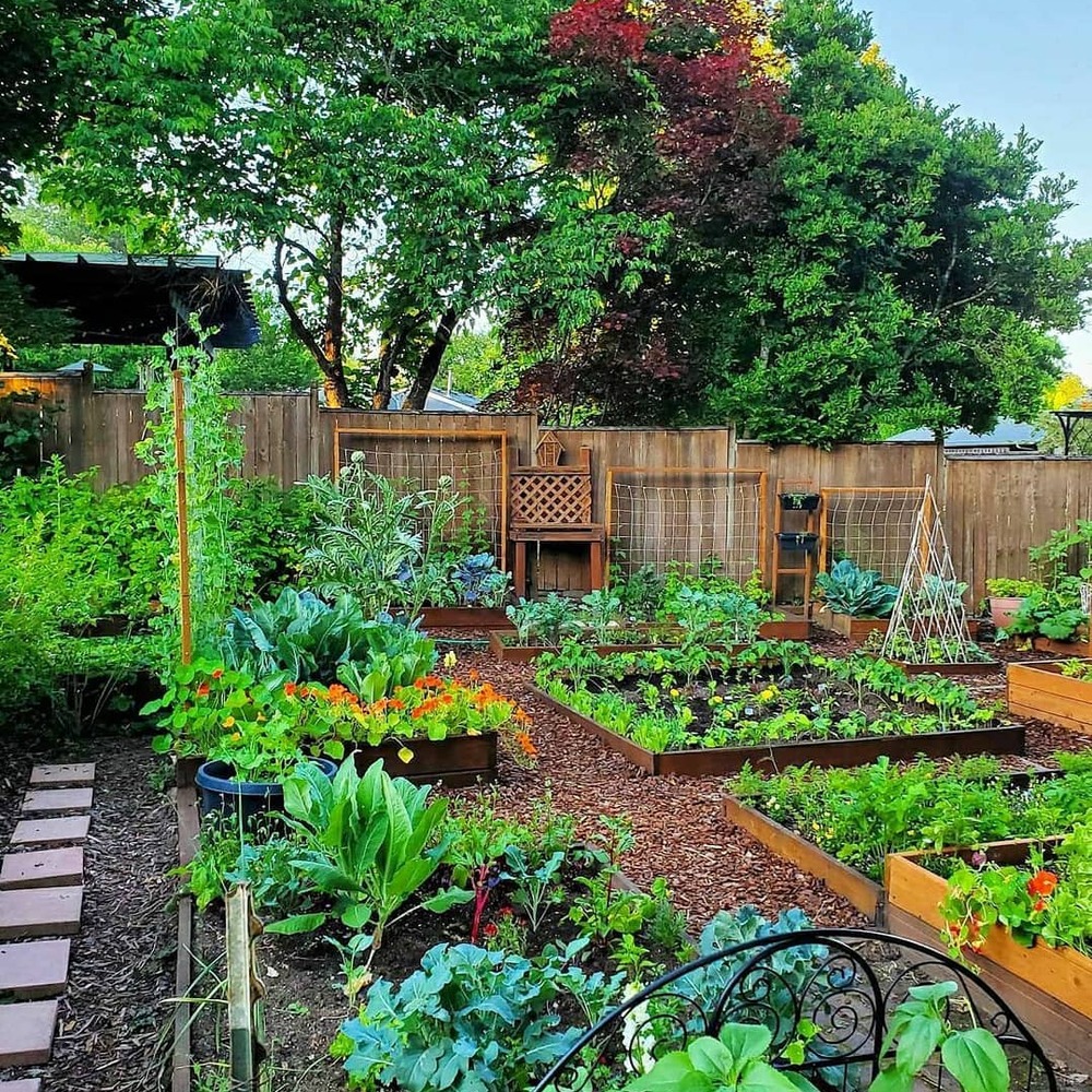 Lush raised bed vegetable garden Lush raised bed vegetable garden