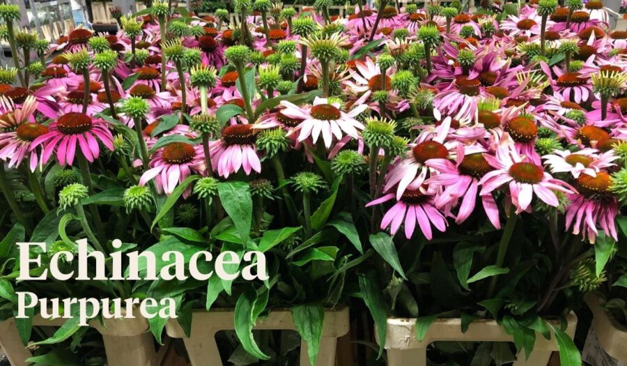 Peter's weekly Menu 31 - Echinacea Purpurea - On Thursd.