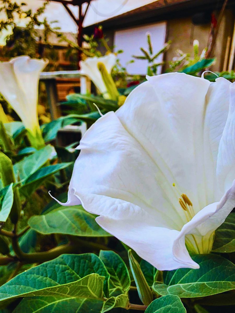 Moonflowers A Moon Garden With Flowers That Glow at Night? Here’s How to Create One