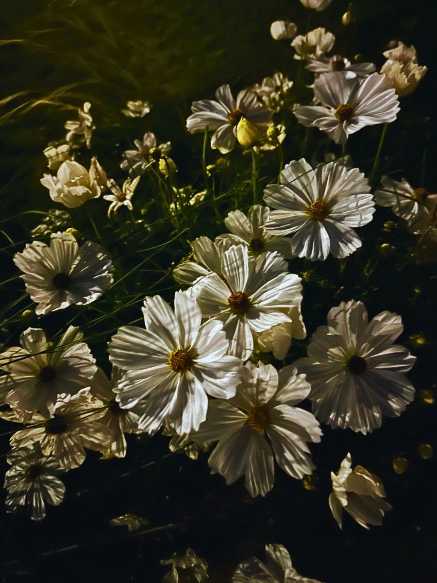 Flowers seem to glow in the dark A Moon Garden With Flowers That Glow at Night? Here’s How to Create One