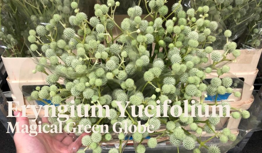 Peter's weekly Menu 31 - Eyngium Yucifolium Magical Green Globe - On Thursd.