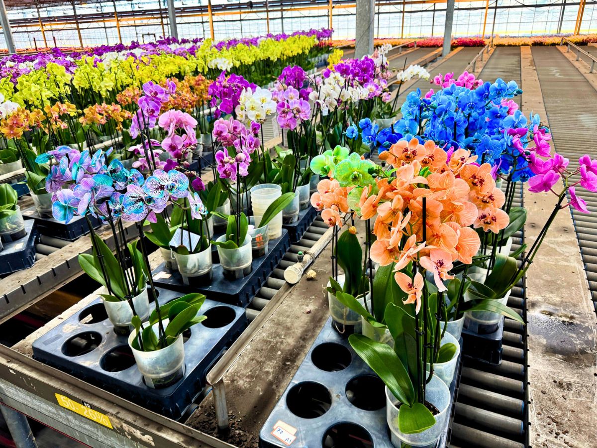 Orchids at Green Circle Growers