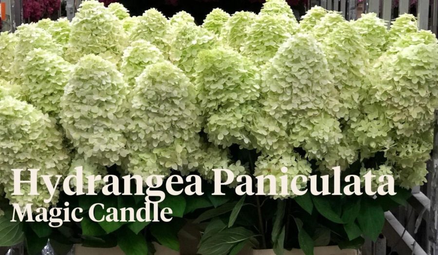 Peter's weekly Menu 31 - Hydrangea Paniculata Magic Candle - On Thursd.