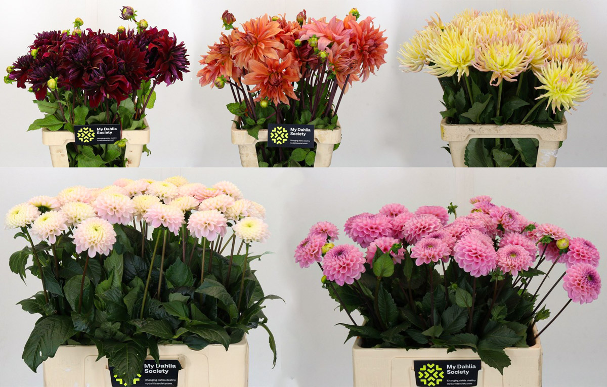 My Dahlia Society Five Varieties for Jemi My Dahlia Society Five Varieties for Jemi