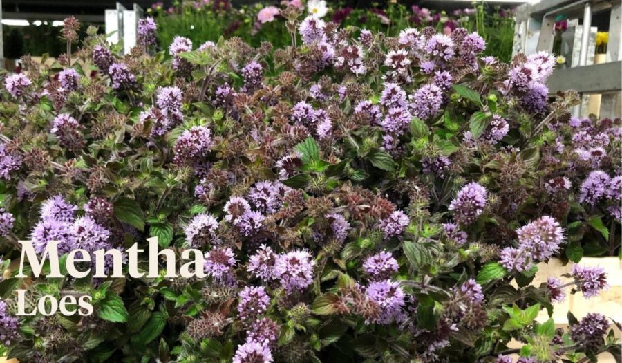 Peter's weekly Menu 31 - Mentha Loes - On Thursd.