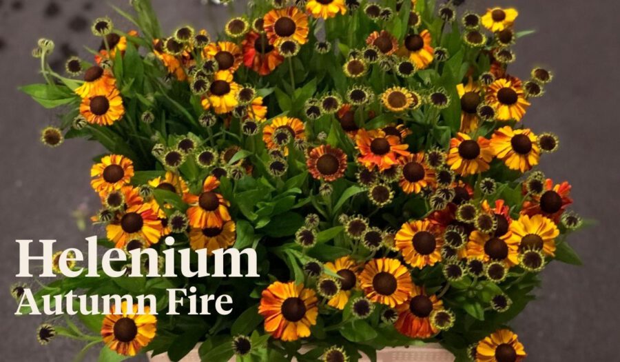 Peter's weekly Menu 31 - Helenium Autumn Fire - On Thursd.
