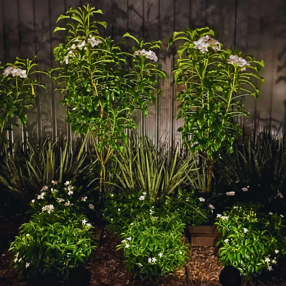 Plants with glowing white flowers How to Create a Simple Moon Garden With Flora That Glows When It Gets Dark - Thursd Article