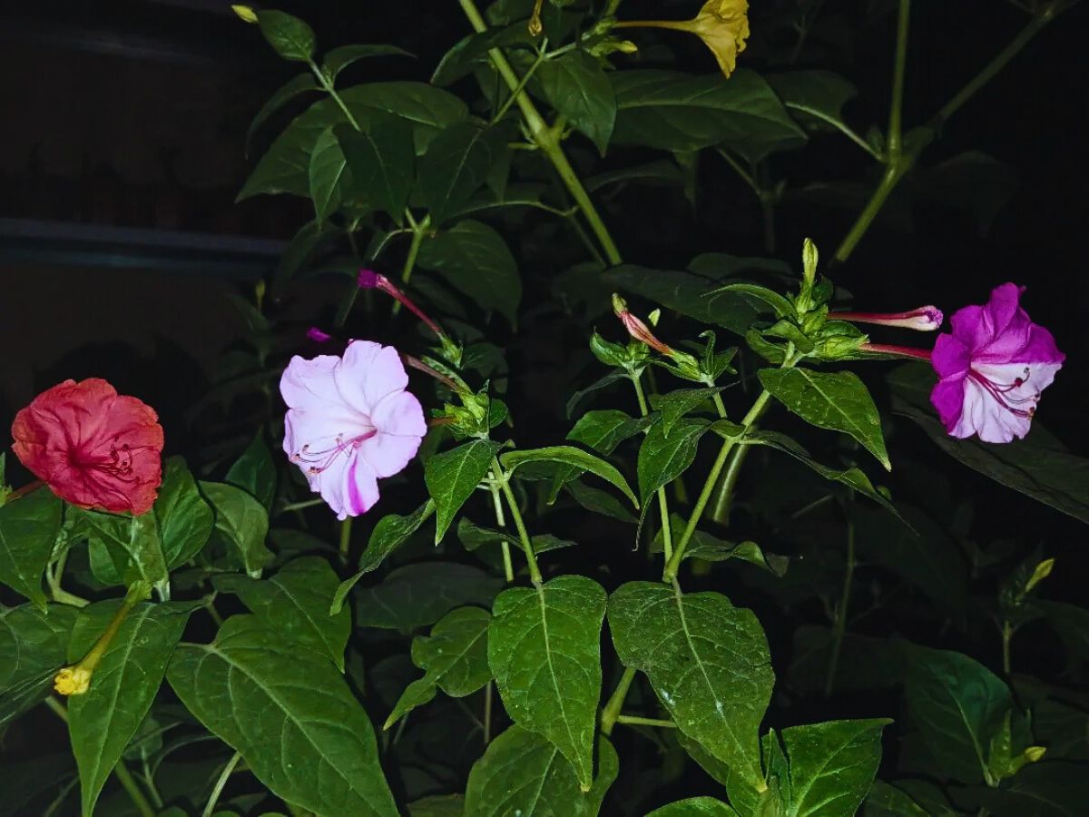 Marvel of Peru How to Create a Simple Moon Garden With Flora That Glows When It Gets Dark - Thursd Article