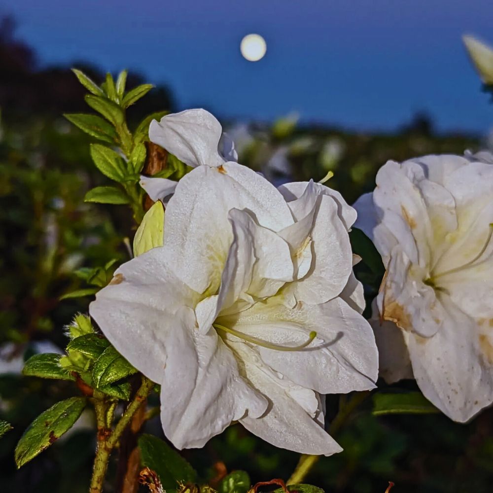 White flowers at dusk How to Create a Simple Moon Garden With Flora That Glows When It Gets Dark - Thursd Article