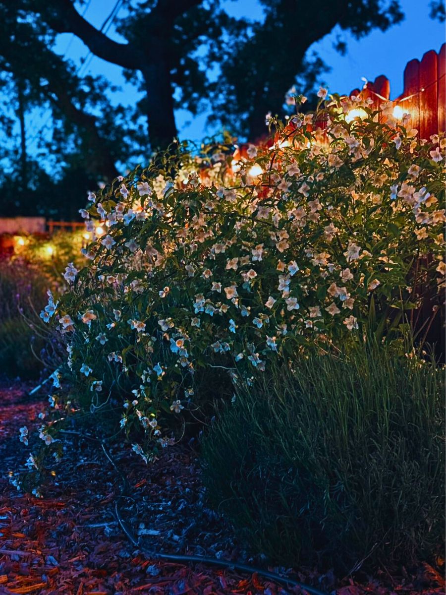 White flowers at night How to Create a Simple Moon Garden With Flora That Glows When It Gets Dark - Thursd Article