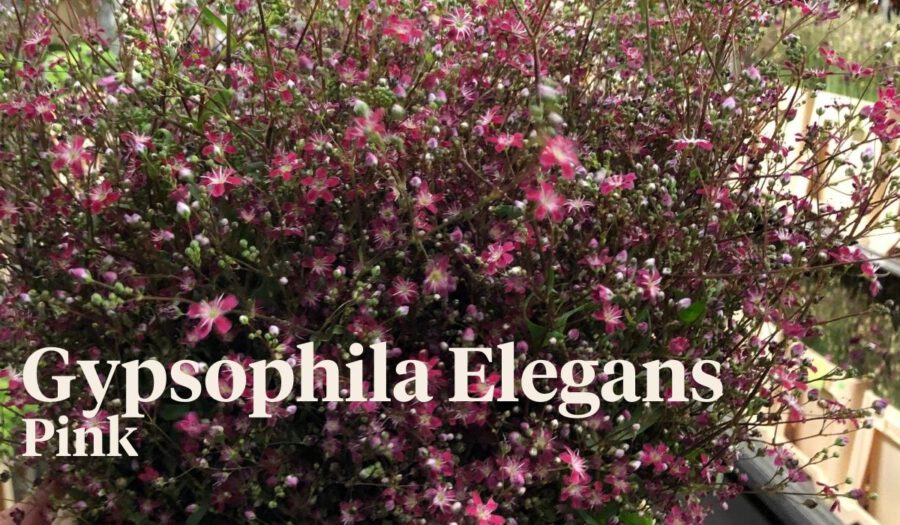 Peter's weekly Menu 31 - Gypsophila Elegans Pink - On Thursd.