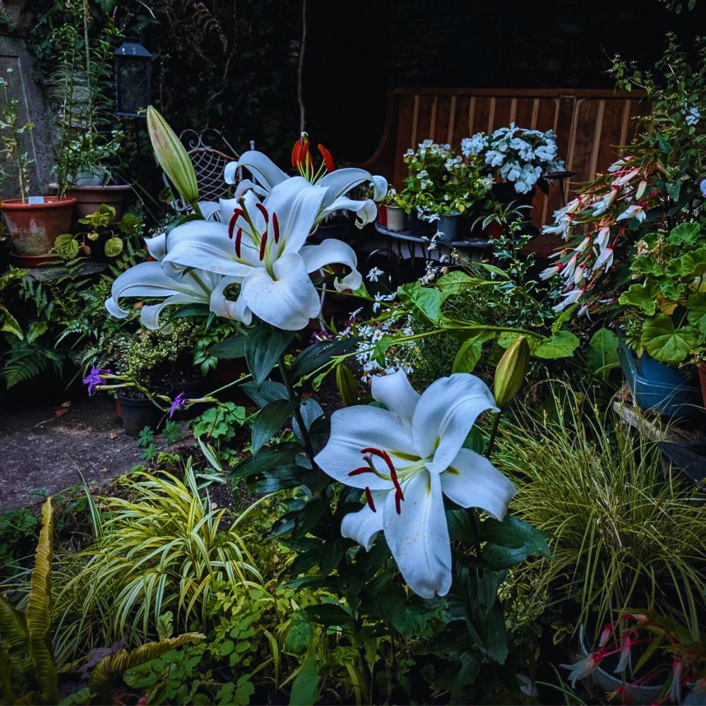 Flowers in the garden How to Create a Simple Moon Garden With Flora That Glows When It Gets Dark - Thursd Article