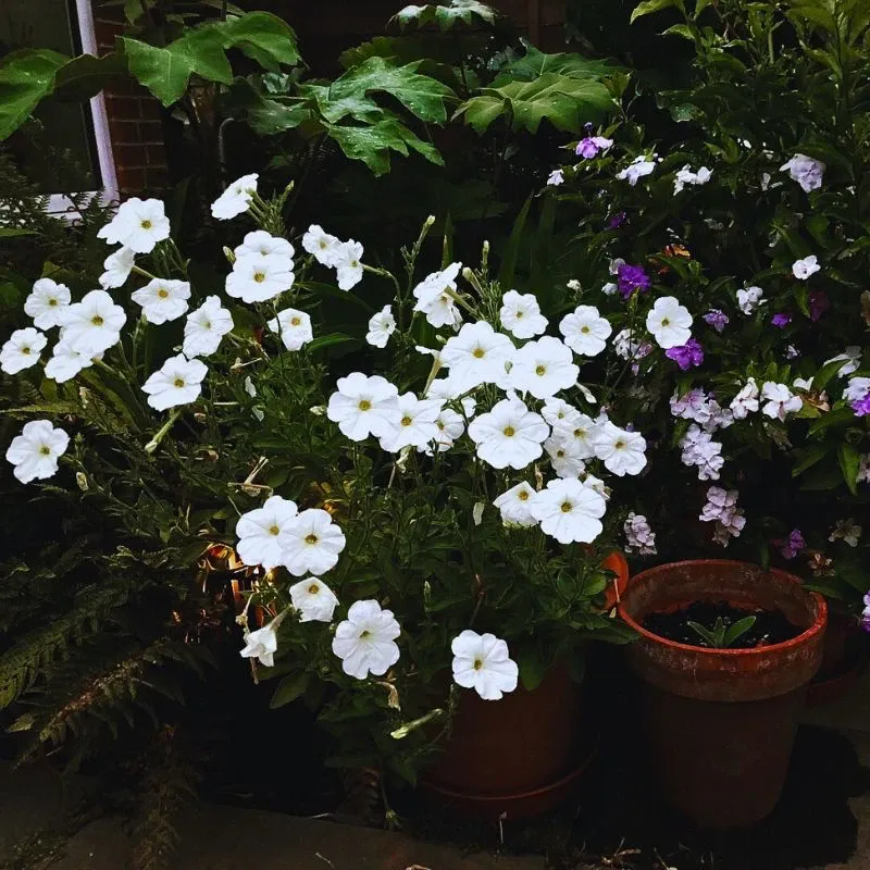 How to Create a Simple Moon Garden With Flora That Glows When It Gets Dark - Thursd Article