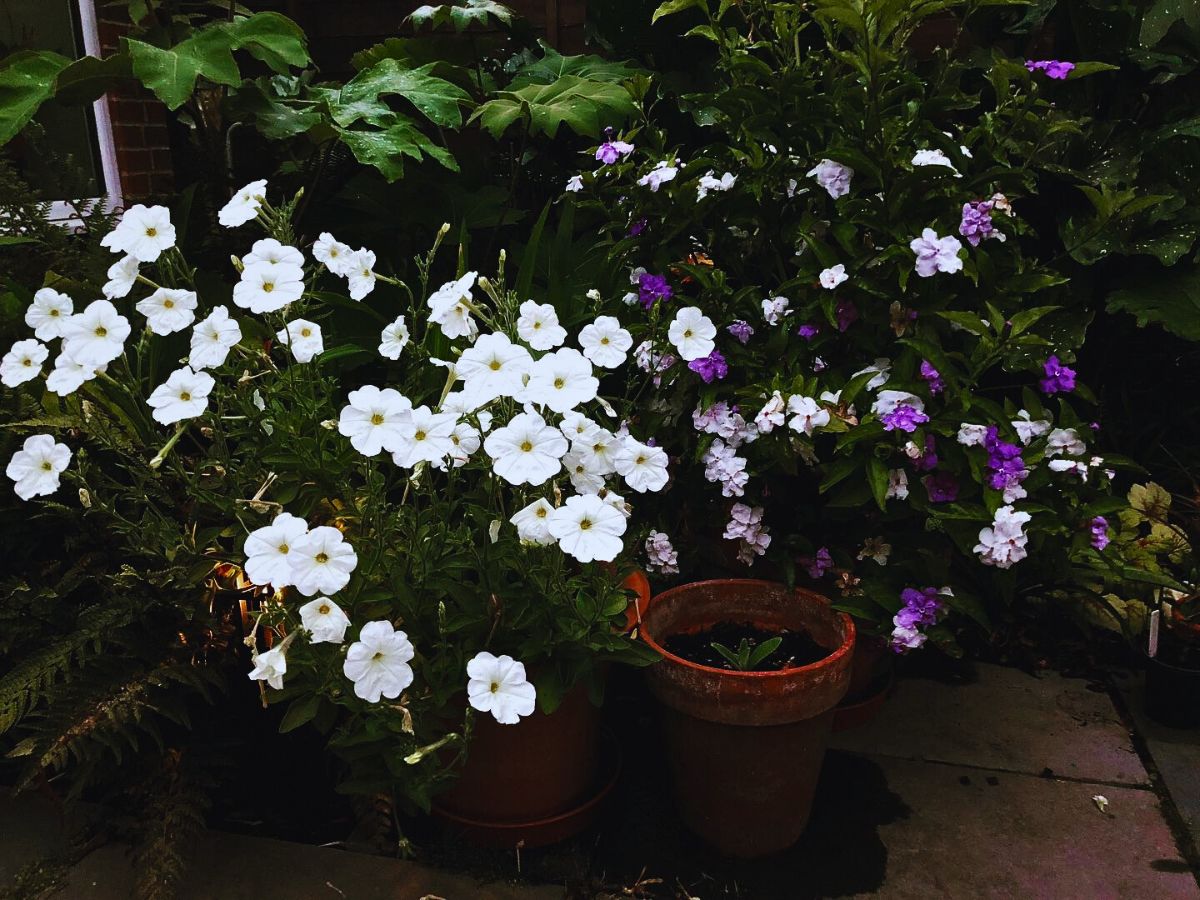 Moon garden How to Create a Simple Moon Garden With Flora That Glows When It Gets Dark - Thursd Article