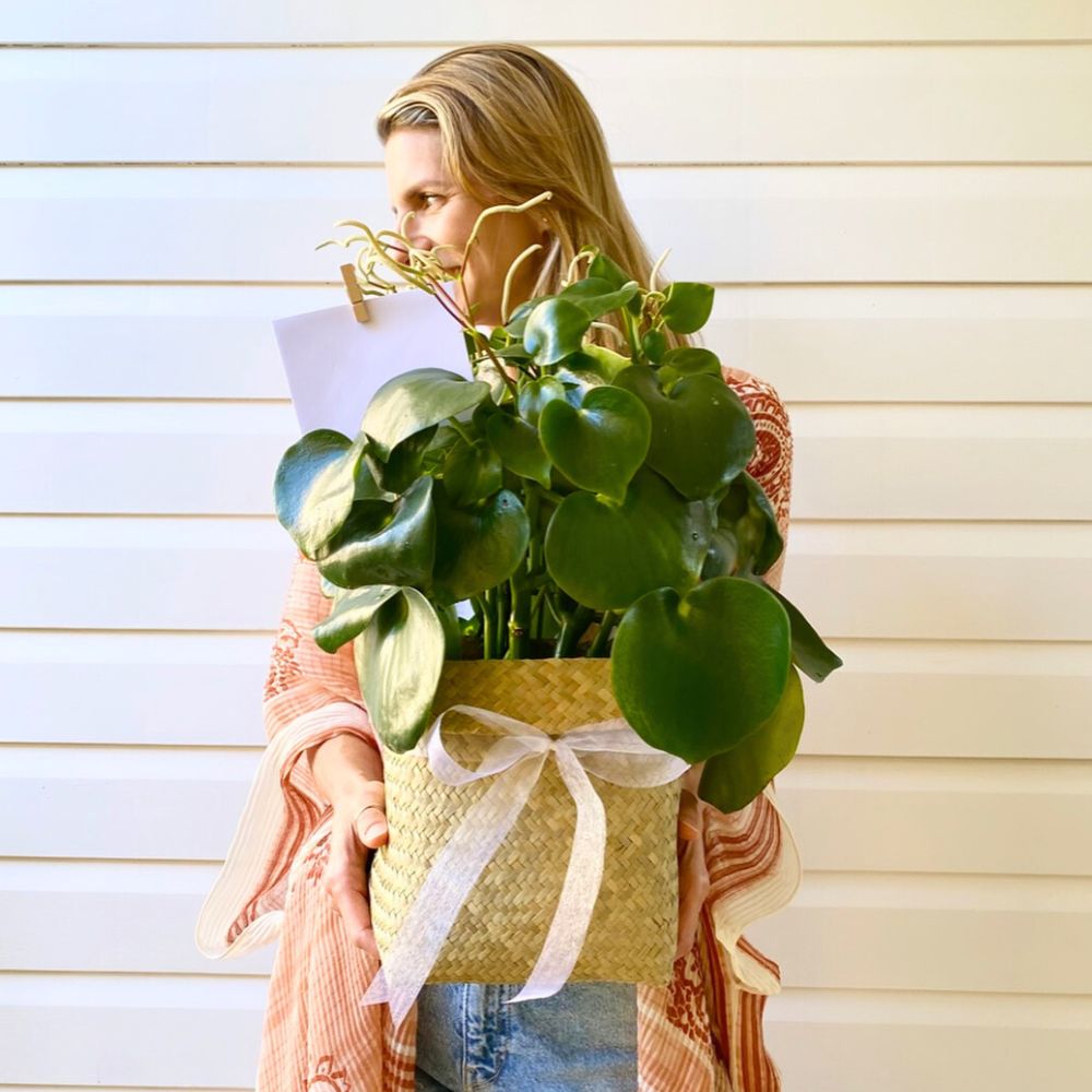 Plant gifting for romance awareness month gifting plants is a perfect way of showing your love for your plant lover partners joy