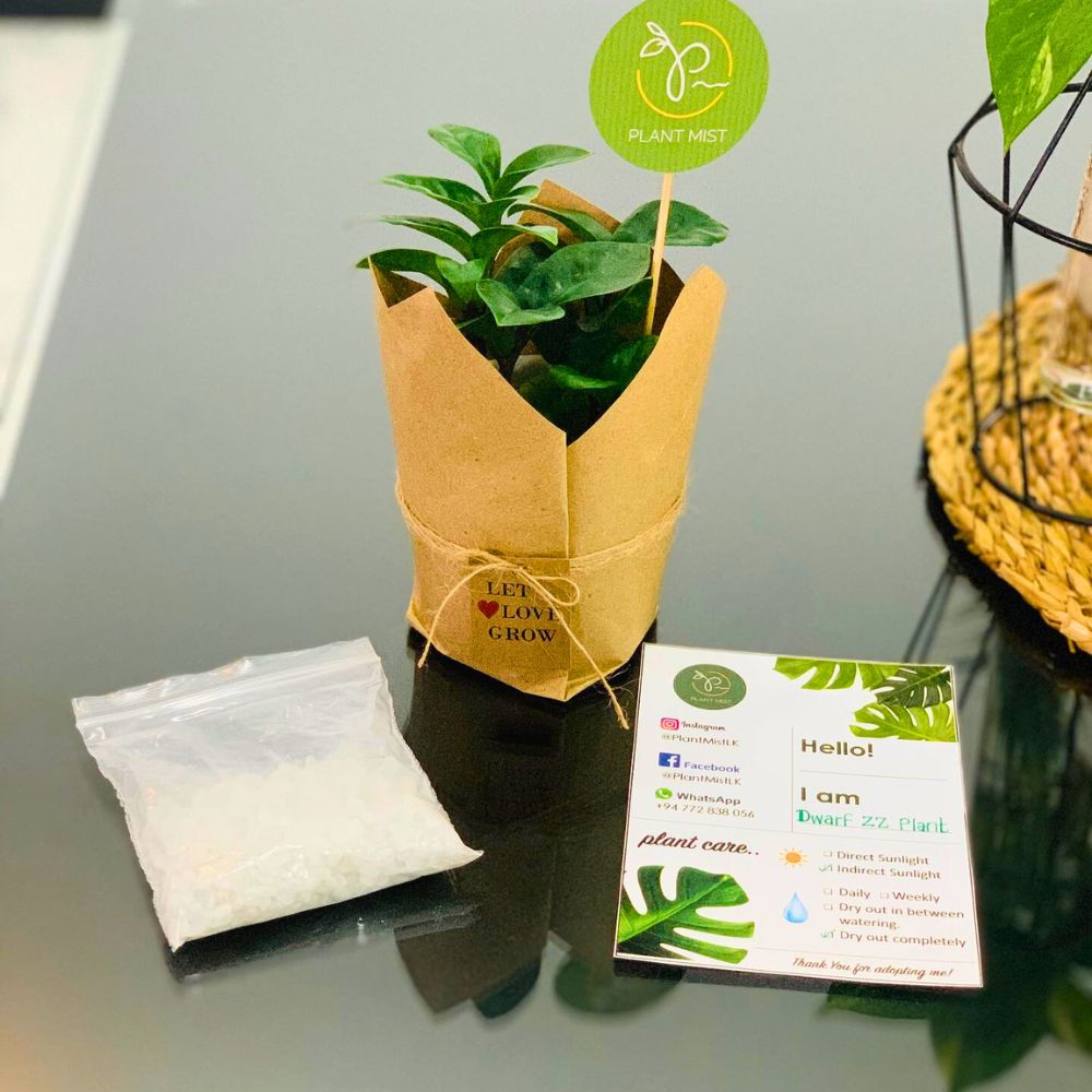 Let love grow with plant gifts plant as a romantic gift for your partner