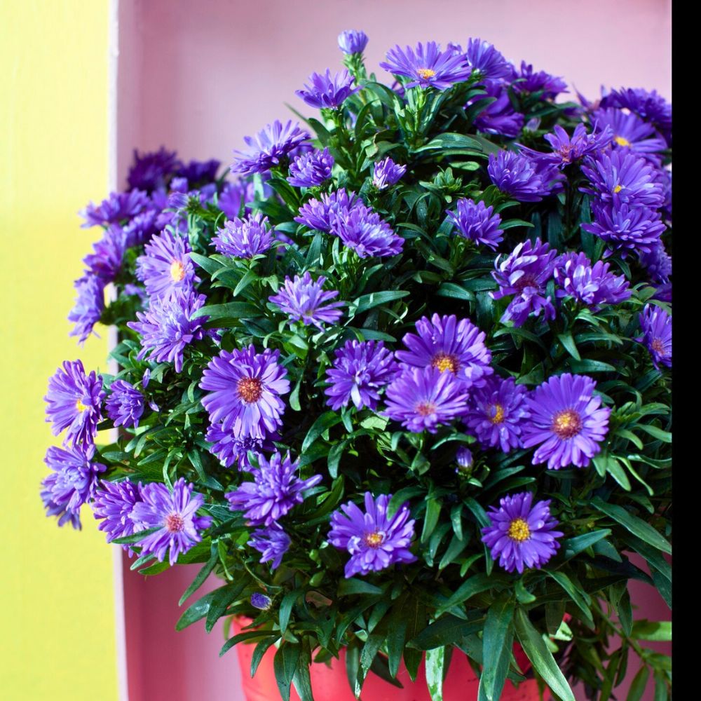 meaning of flower colors featuring purple color