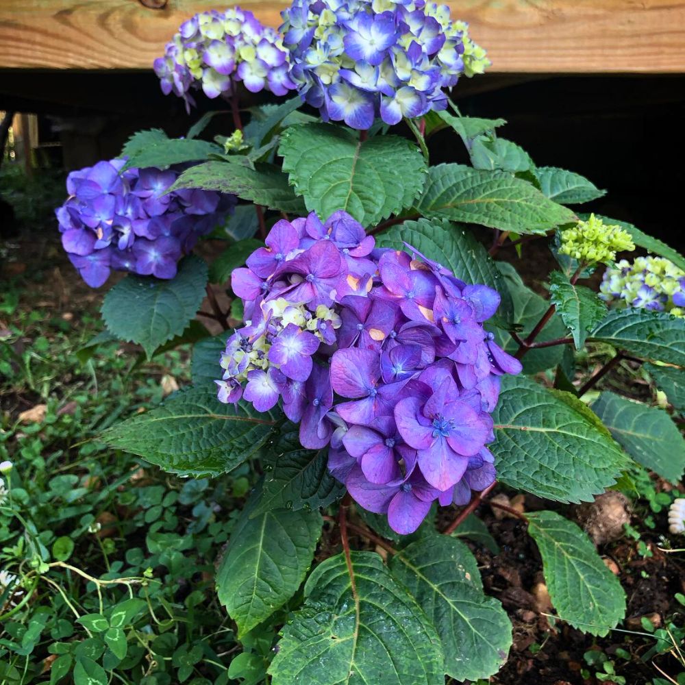 Purple hydrangeas in a garden. Purple color is known to symbolize feelings of success and even royalty and is a wonderful gift