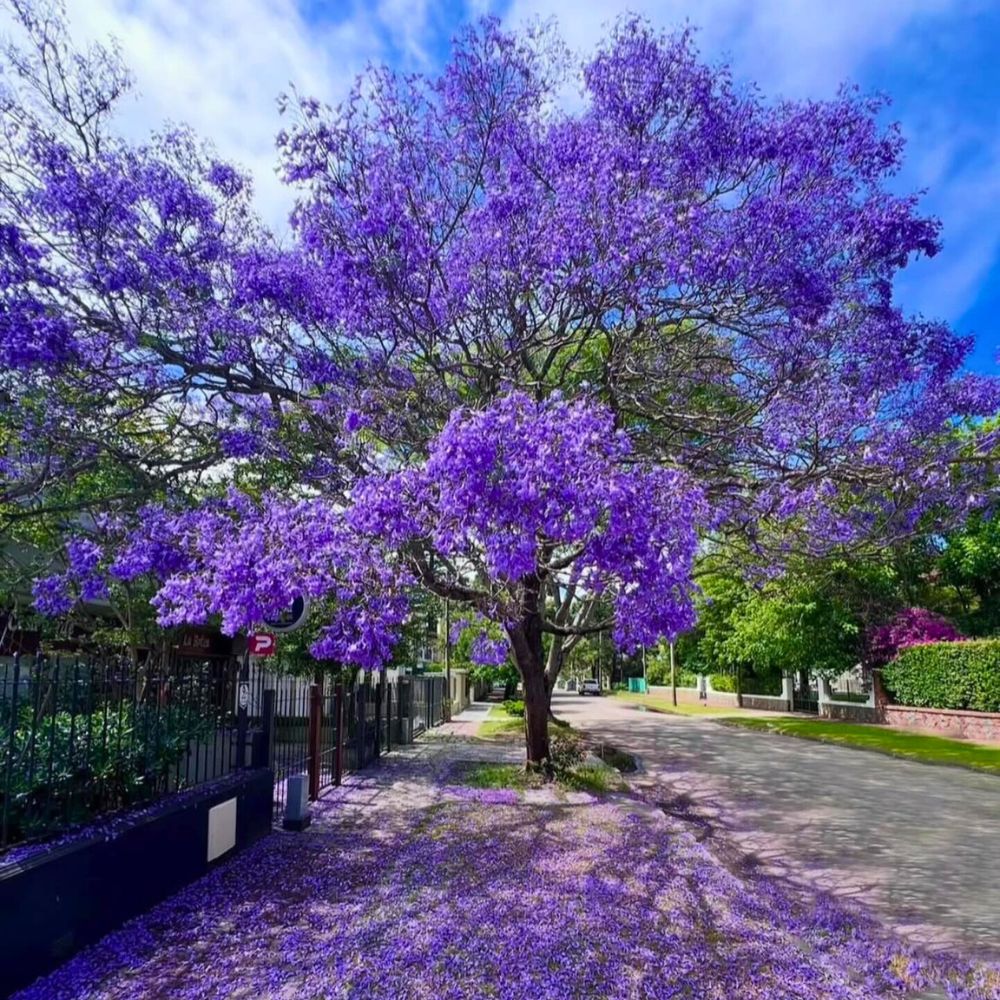 Jacaranda tree with purple flowers - perfect for article cards featured image!