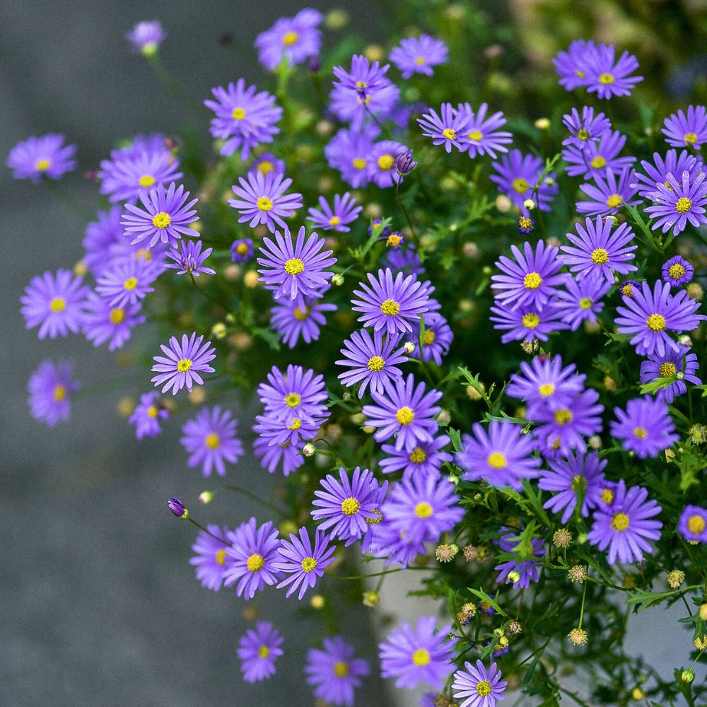 Purple flowers meaning