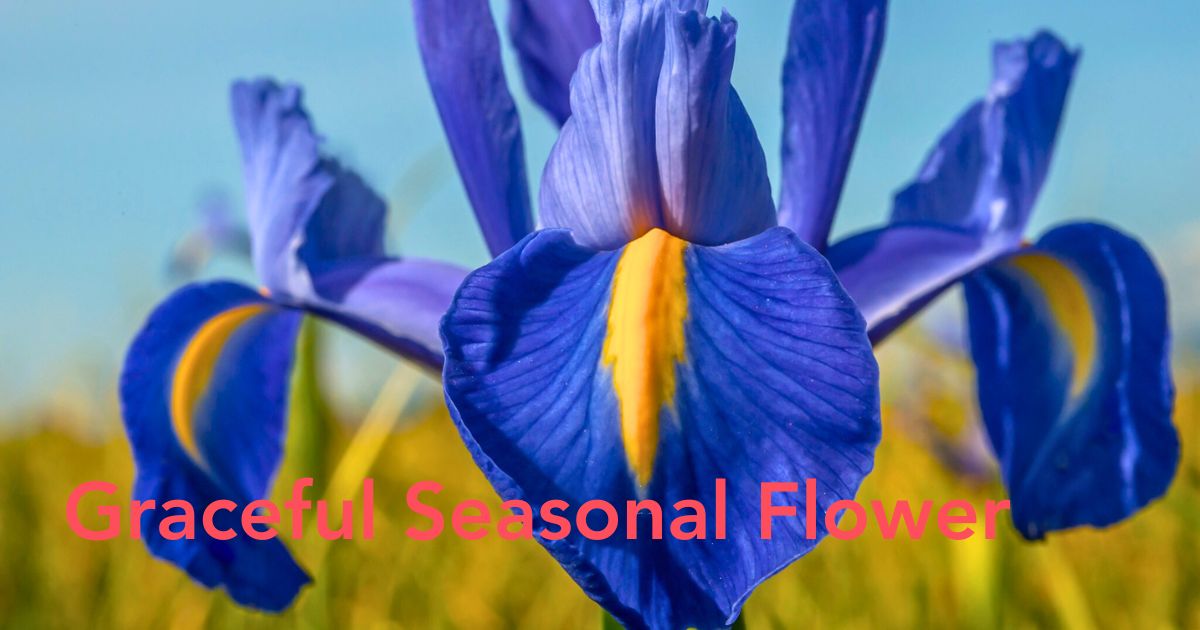 Blue Iris Flower Meaning - Thursd Article Header Image
