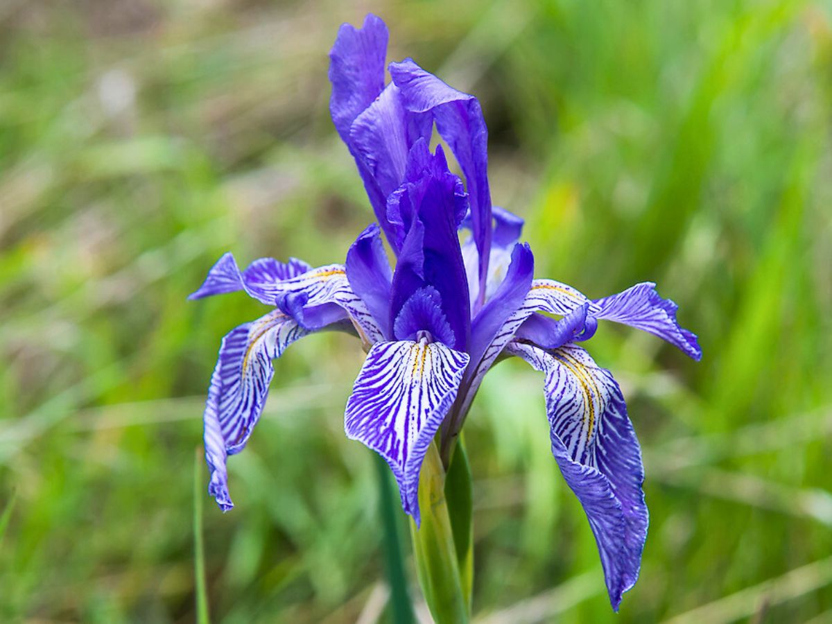 Blue Iris flower fully open and looking beautiful blue irises are known to attract butterflies and have divine origins and rich symbolism in different cultures