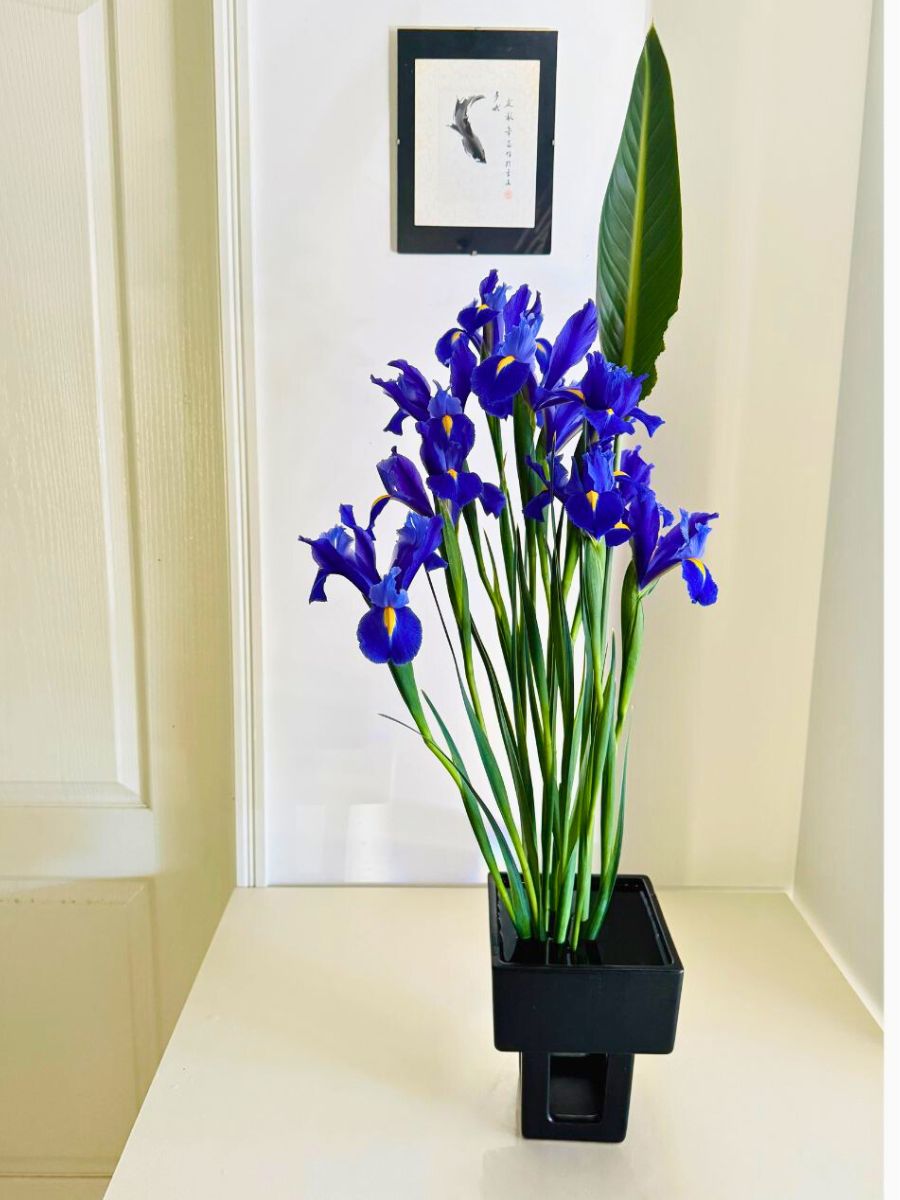 Potted Blue Iris Flower indoors potted blue iris flowers kept indoors